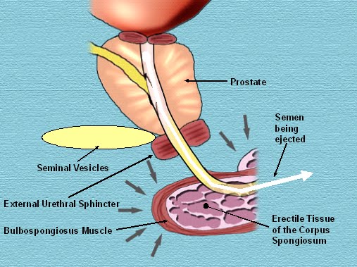 Fetish injection into spincher Shemale dvd website